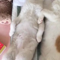 仰向けになって眠る三毛猫