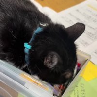文房具入れの中に顔を入れる猫