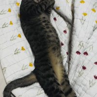 布団の上で眠るキジトラ猫