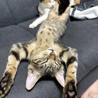 ソファの上でお腹を出して眠るキジトラ猫と、その近くで目を閉じている三毛猫