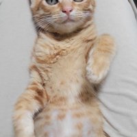 色が薄くなった子猫