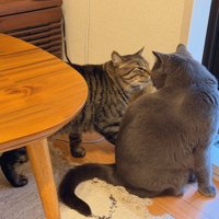 顔を近づける2匹の猫