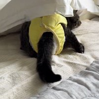 枕の下でしっぽを揺らす猫