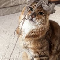 毛糸を頭に乗せた猫の写真1