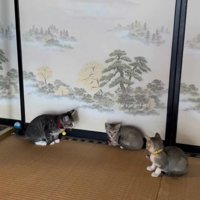 向かい合う3匹の子猫