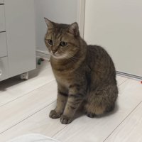 見開く猫