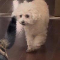 茶トラ猫に近づく三毛猫を見つめる犬