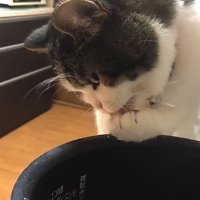 左前足を舐めている猫（ややアップ）