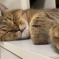 ねてしまったみにら君