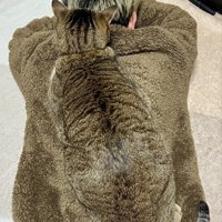 人の背中に乗る猫
