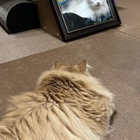見つめ合う2匹の猫
