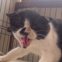 口を大きく開けて威嚇をする猫