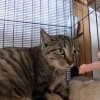 警戒して固まる猫