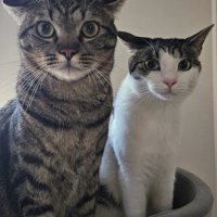 イカ耳の2匹の猫