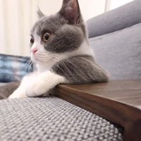 テレビを見ている猫