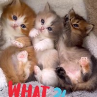 横一列に並ぶ3匹の子猫