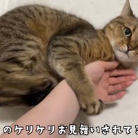 前足で人の手をつかみ後ろ足で蹴る猫