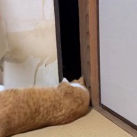猫が通れるスペースくらい開いた襖