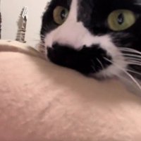 飼い主の服を噛む猫