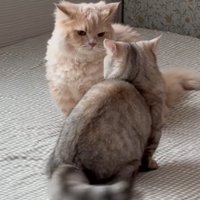 手前の猫が右側に尻尾を振りながら睨み合い