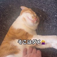 手を蹴る猫