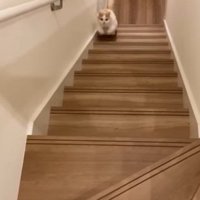 上ってくる姿
