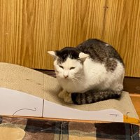 座る猫