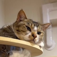 キャットタワーのボウルの中から、家族の食事風景を見つめる猫
