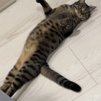 手足をのばしてろうかでへそ天で寝ている猫