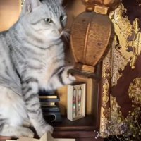 吊り燈籠に左前足を添える猫