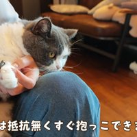 女性に爪切りされる猫