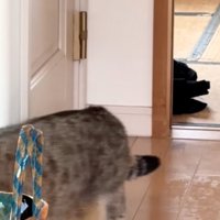 立ち去る猫
