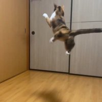 おもちゃをキャッチしようとする猫