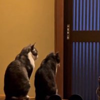 玄関で並ぶ2匹の猫の後ろ姿