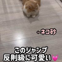 床に座っている猫