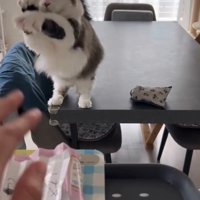 両手を空中でふる猫4