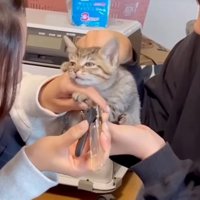 力が抜けてしまった子猫