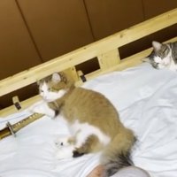 ベッドに寝ている猫達