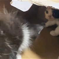 警戒する三毛猫の子猫に近づく黒白子猫