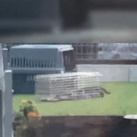捕獲器に入っていく猫