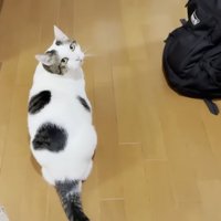 振り返る猫ちゃん