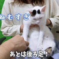 下を向く猫
