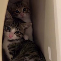 郵便受けに隠れる2匹の猫