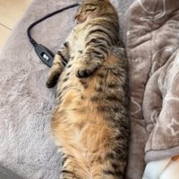 両手を下に伸ばす猫2