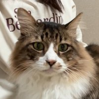 飼い主の膝の上に座る長毛猫