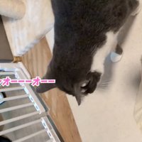 テロップ「ニャオーーオーー」