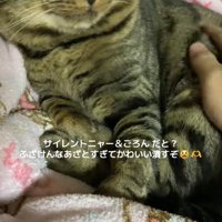顔を上げて薄目で画面向かって右側を見つめる猫