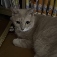 薄暗いお部屋で体を横たえる猫ちゃん