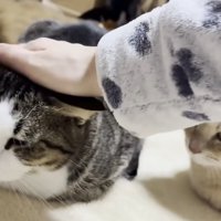 なでられている猫
