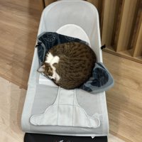 バウンサーに乗る猫